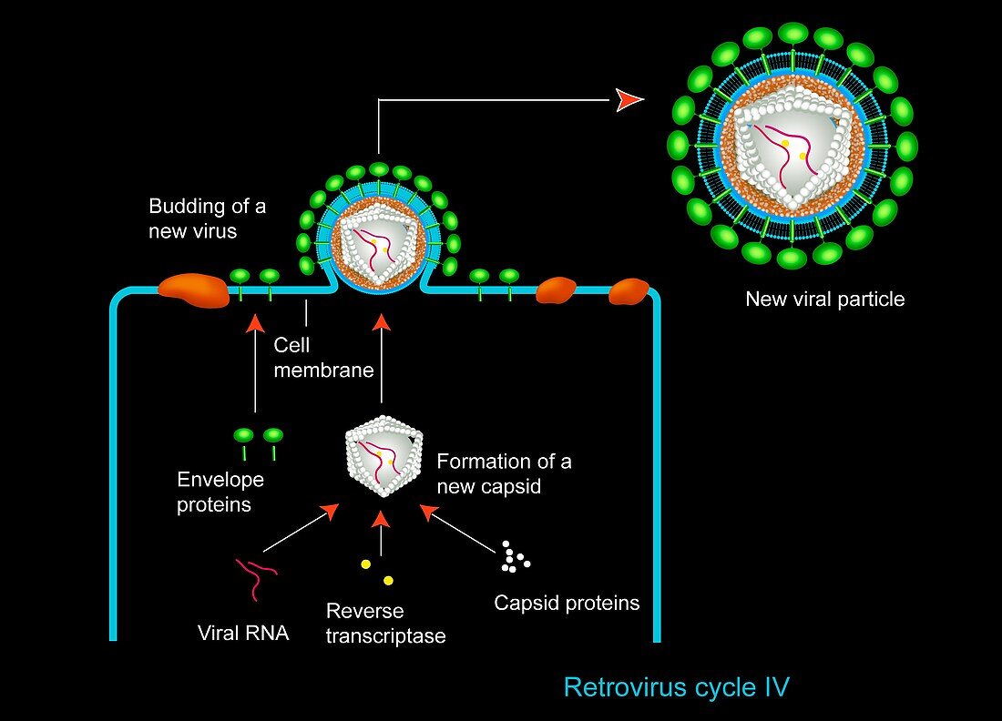 Retrovirus budding from a cell,artwork