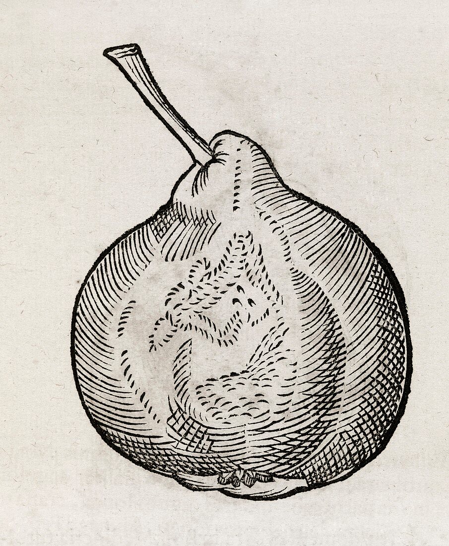 Pear,16th century