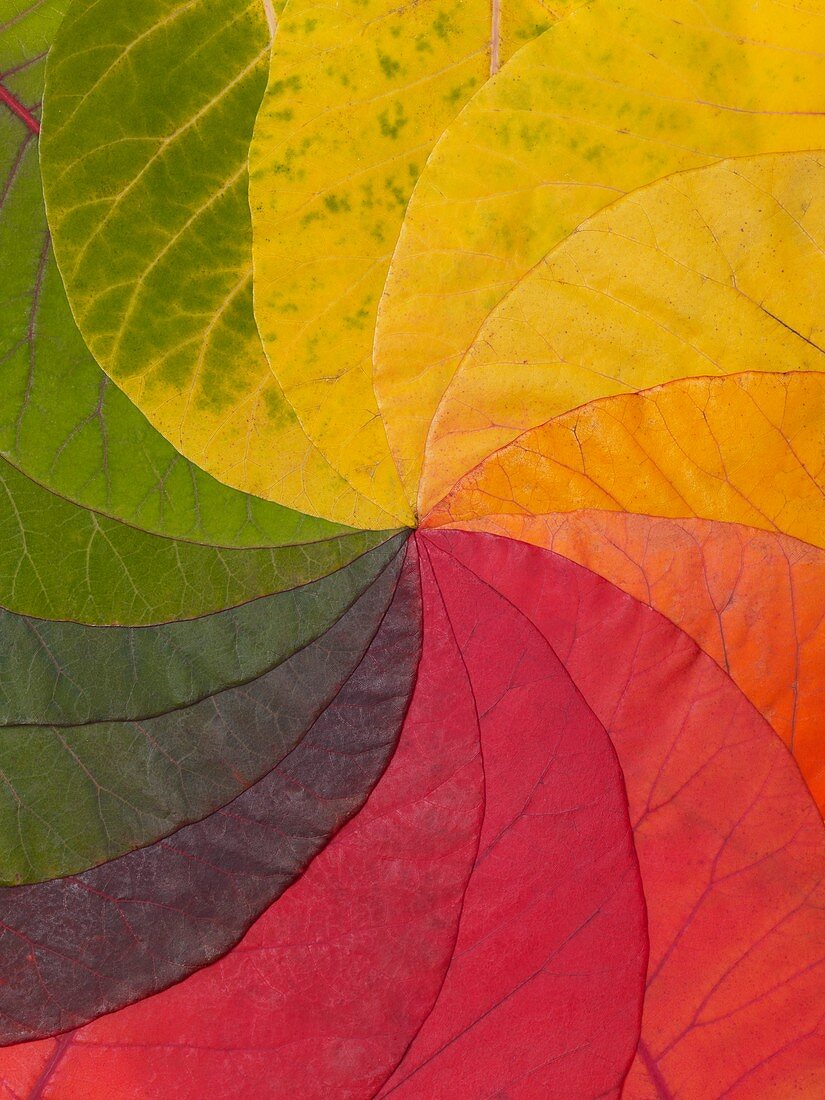 Autumn Leaf Colour Wheel