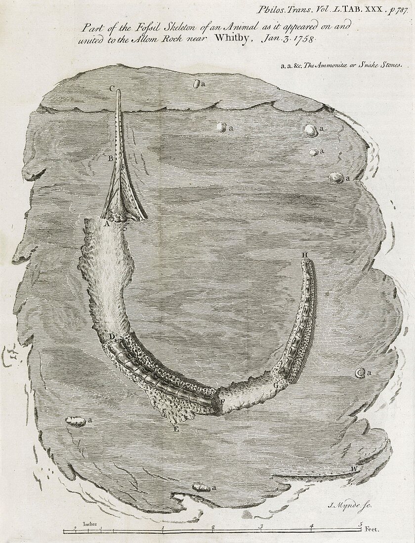 Fossil animal,18th century