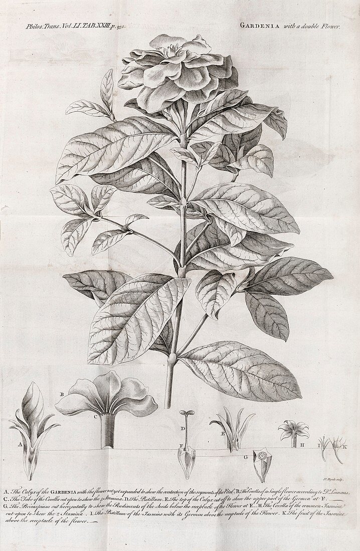 Gardenia plant,18th century