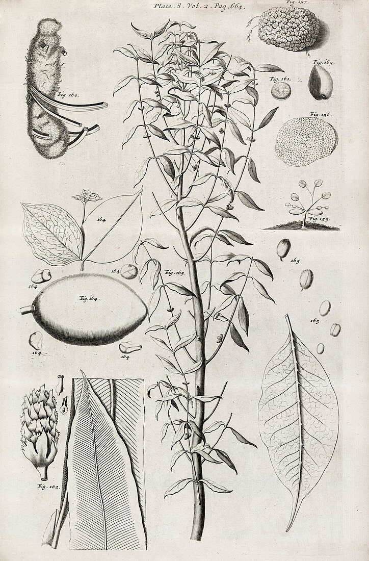 Botanical illustrations,17th century