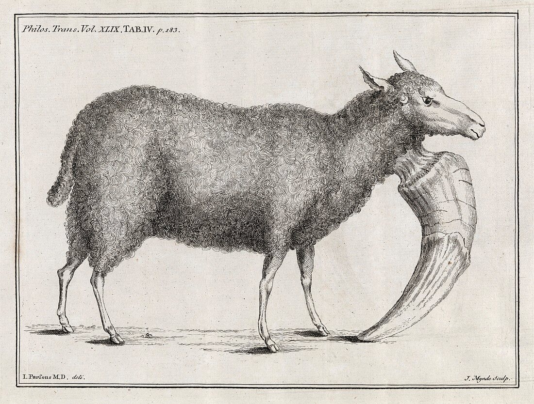 Mutant sheep,18th century