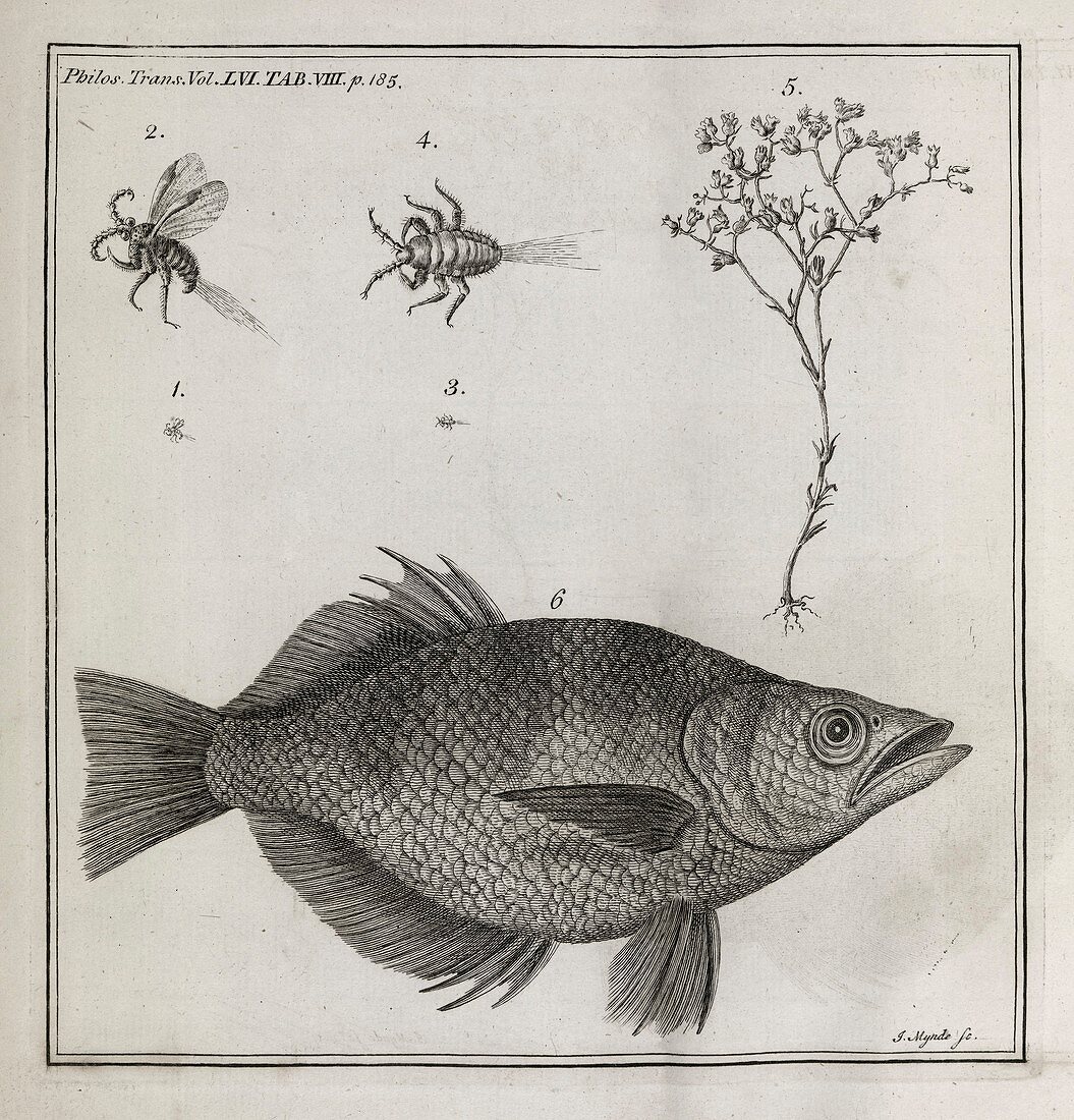 Biological illustrations,18th century