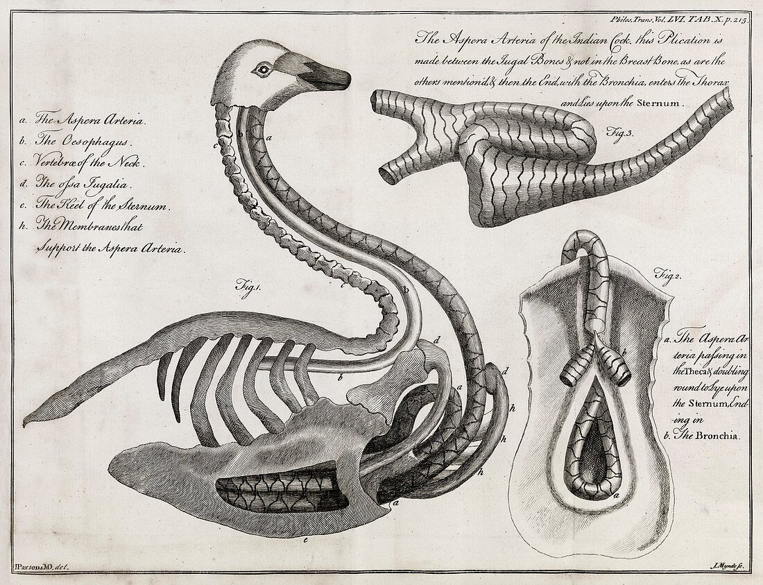 Swan anatomy,18th century