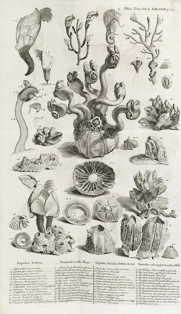 Barnacles,18th century