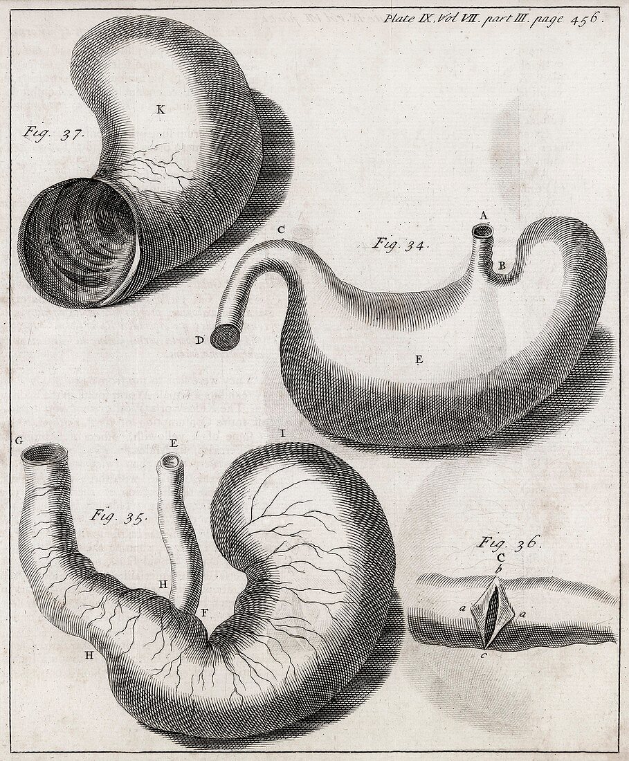 Marmot digestive system,18th century