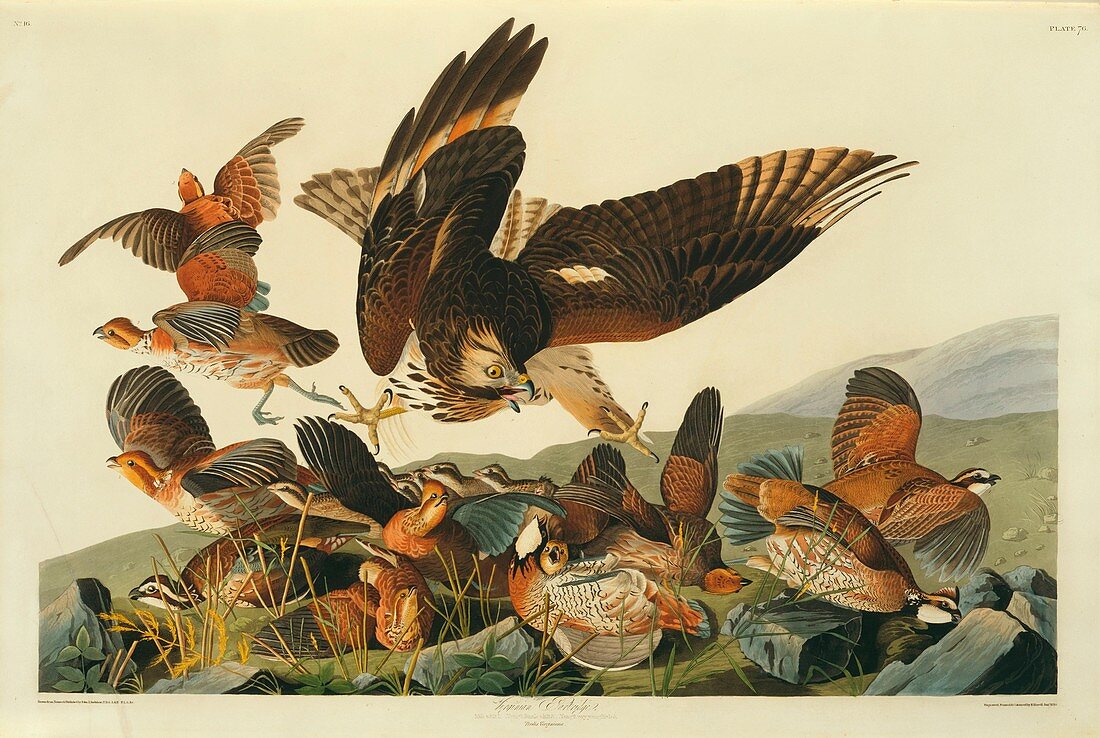 Northern bobwhites and a hawk,artwork