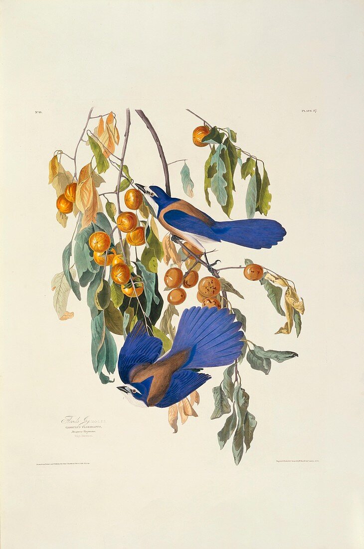 Bay-breasted warbler,artwork