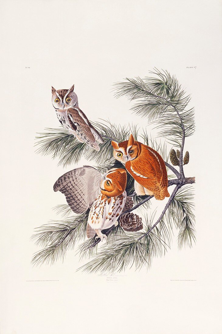 Eastern Screech Owl,artwork