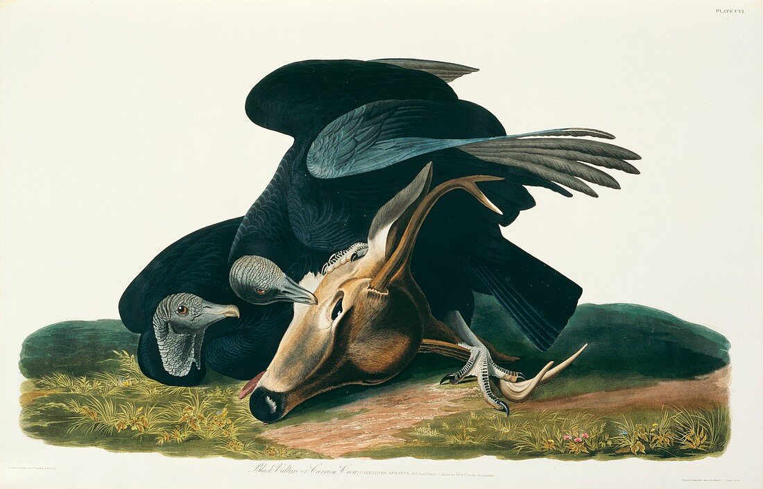 Black Vulture,artwork