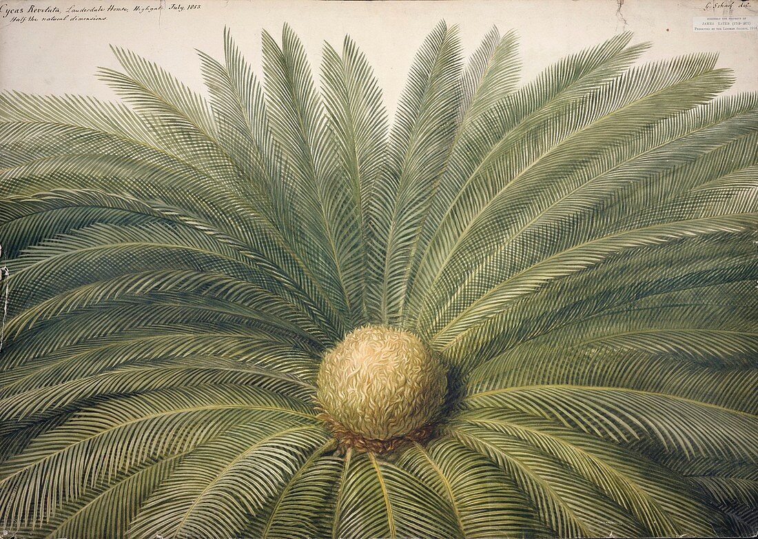Sago Palm plant,artwork