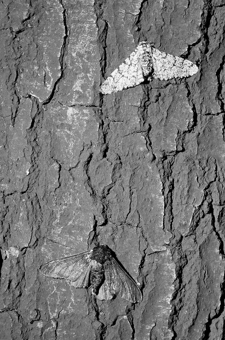 Peppered moths