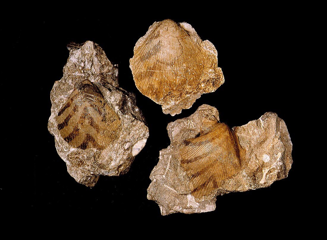 Bivalve mollusc fossils