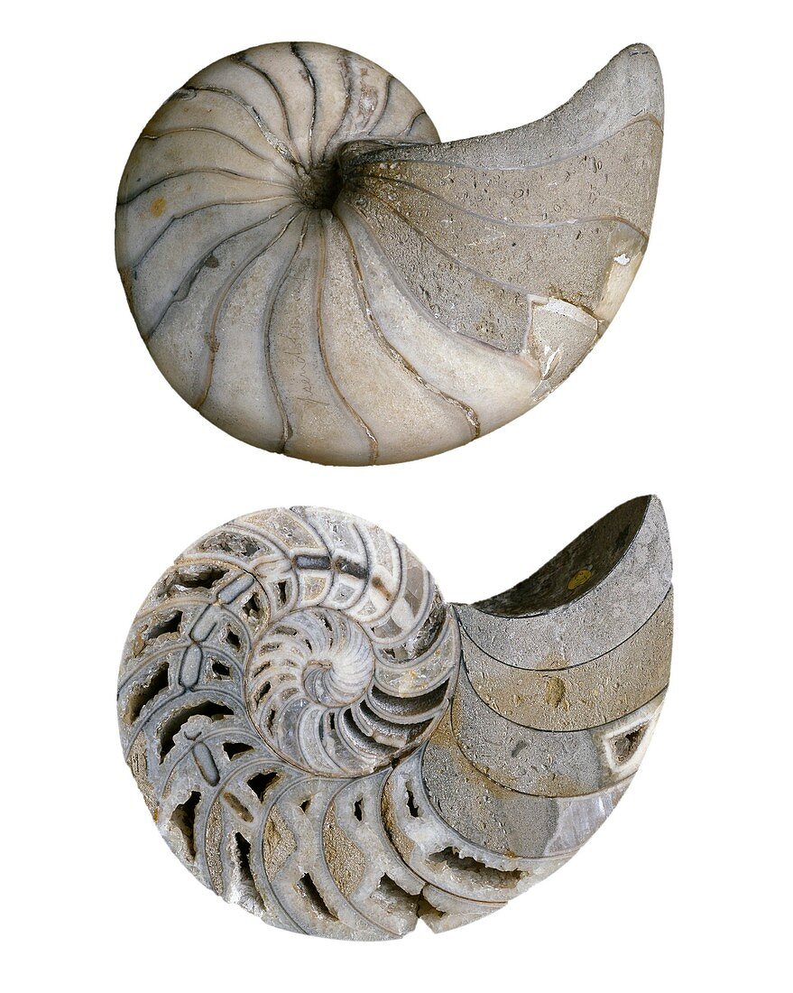 Nautiloid fossil