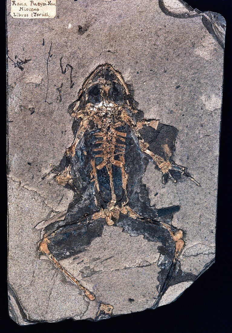Fossil frog