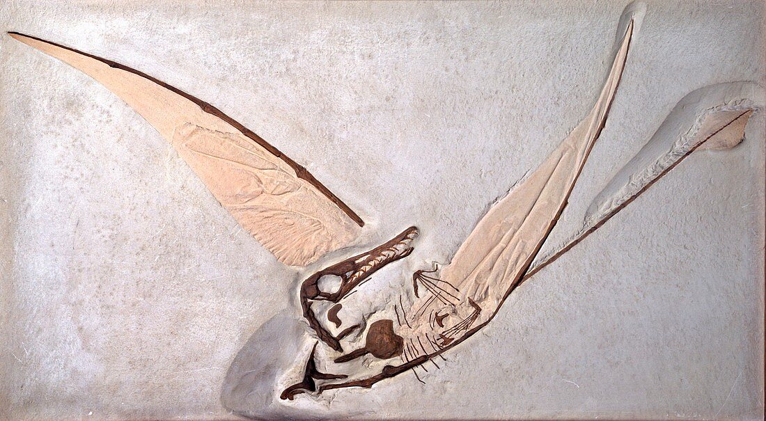 Rhamphorhynchus pterosaur fossil