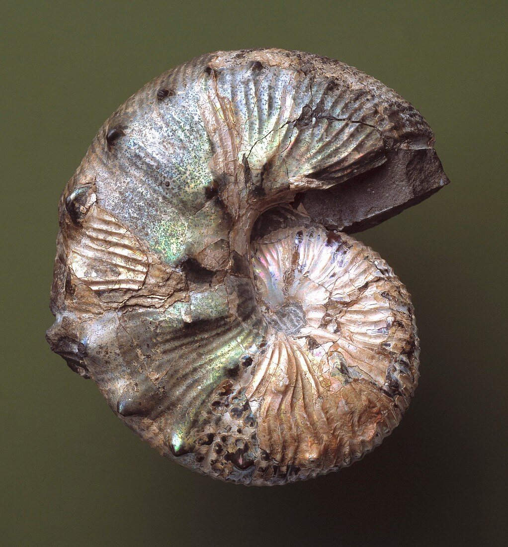 Scaphites ammonite fossil