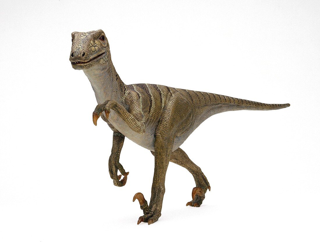 Deinonychus dinosaur