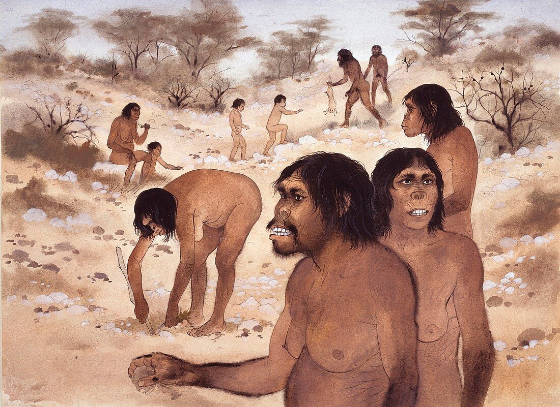 Homo habilis group,artwork