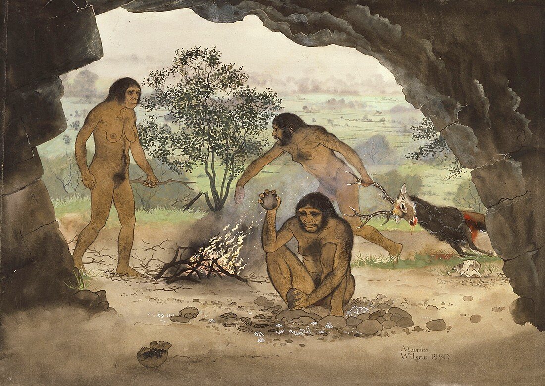 Homo erectus,artwork