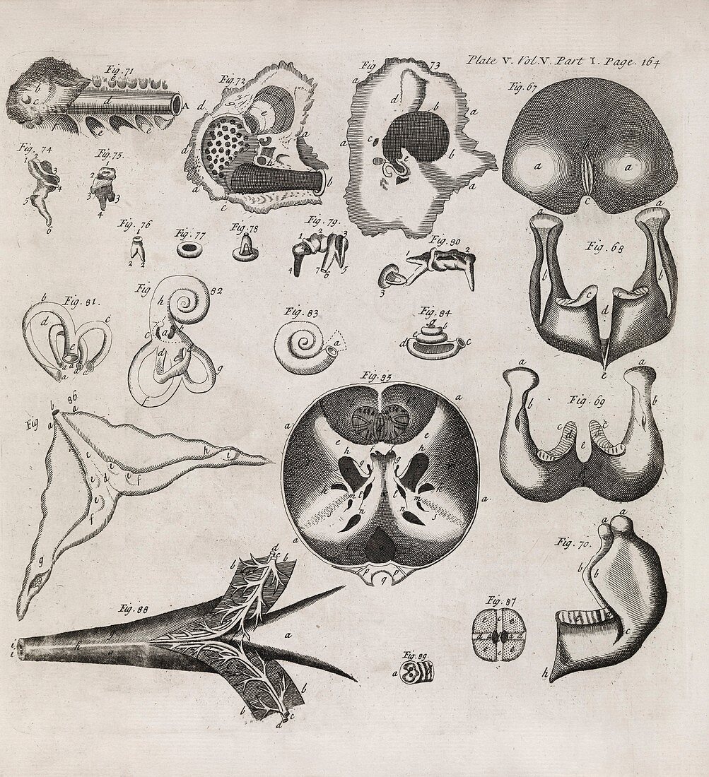 Elephant anatomy,18th century