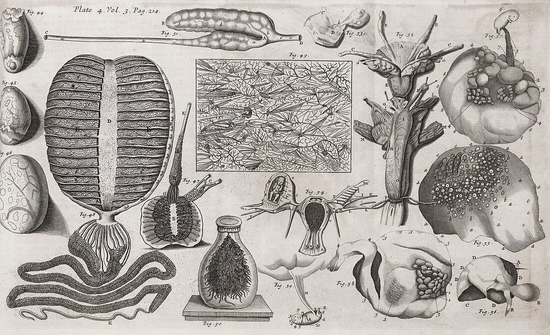 Biological illustrations,17th century