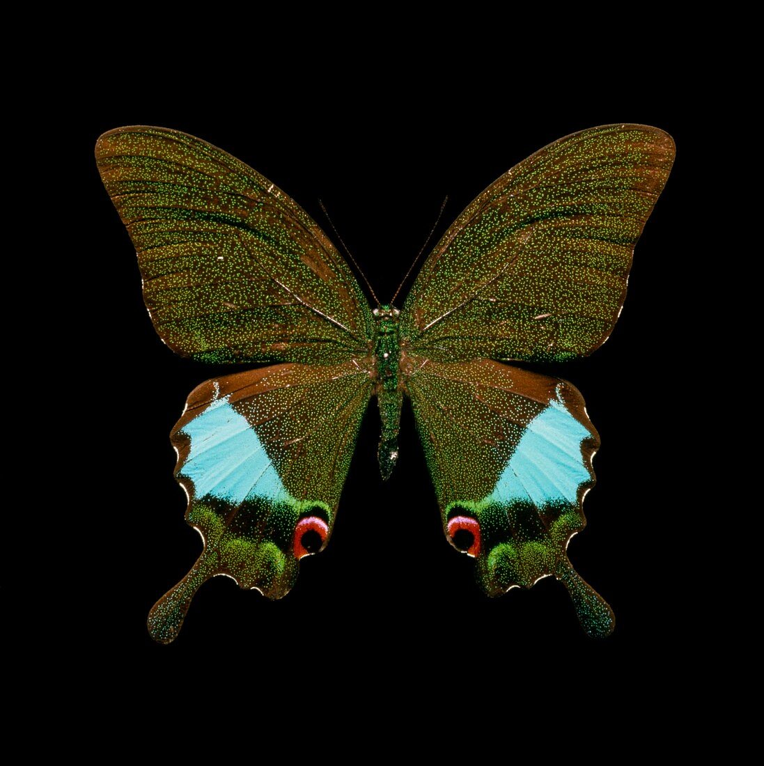 Swallowtail butterfly under UV light