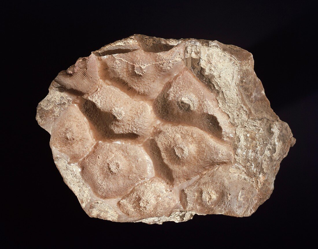 Arachnophyllum coral fossil