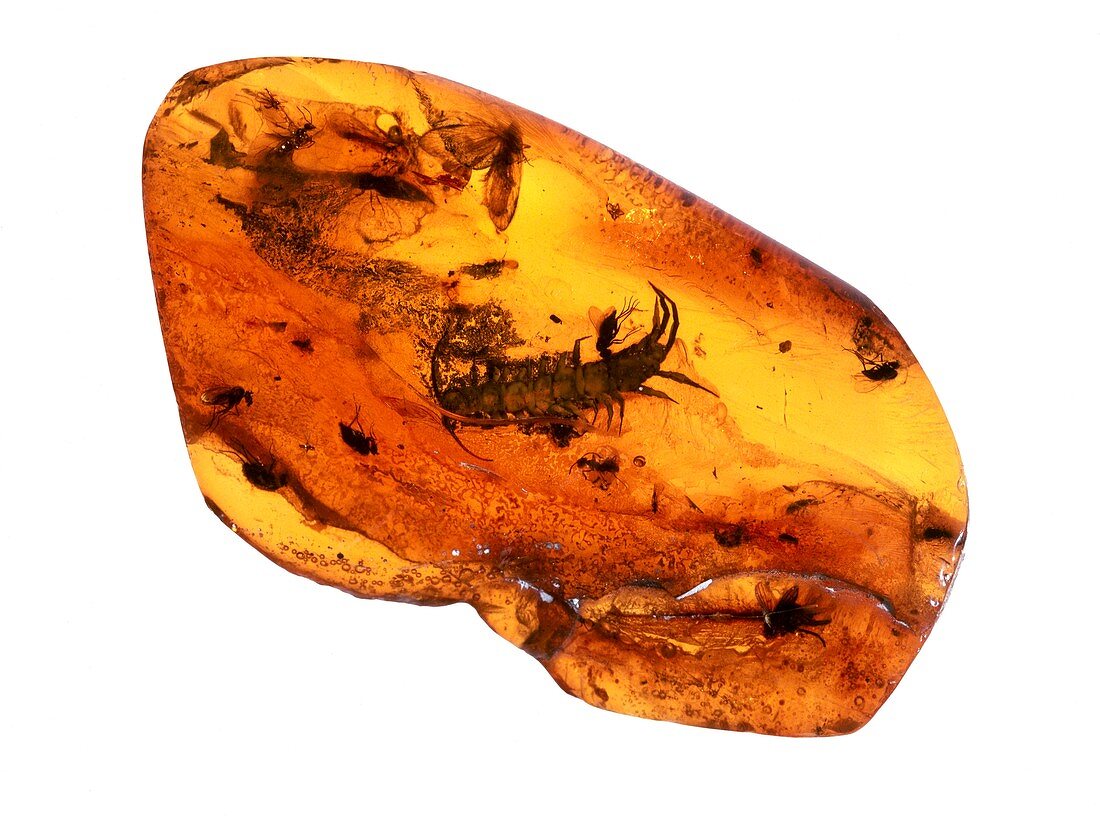 Centipede in amber