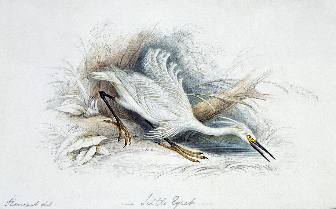 Little egret,artwork