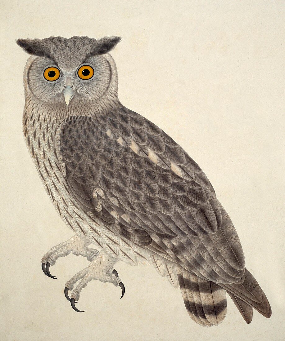 Dusky eagle owl,artwork
