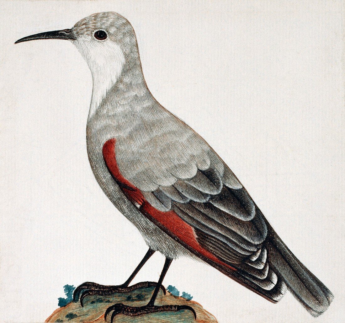 Wallcreeper bird,artwork