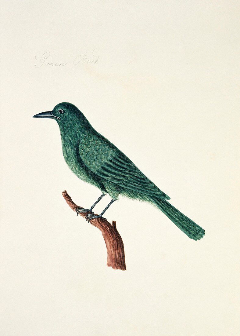 Drongo bird,artwork