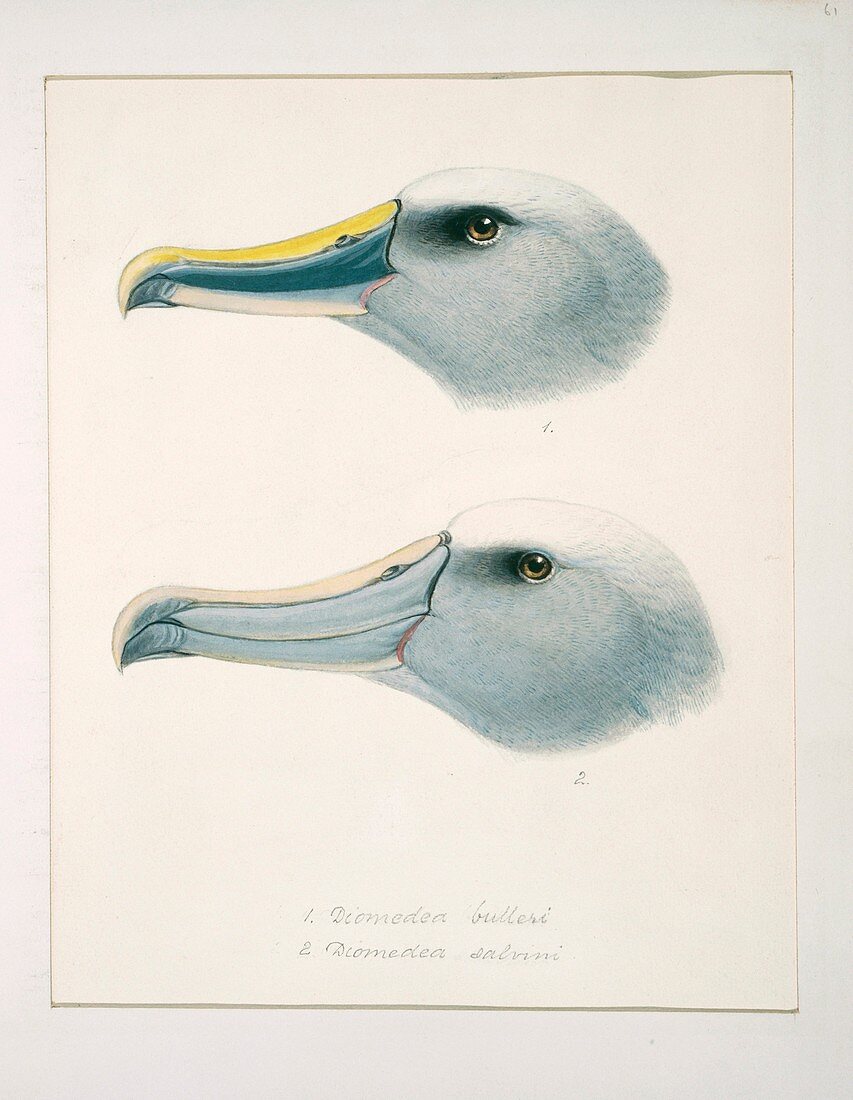 Albatross heads,artwork