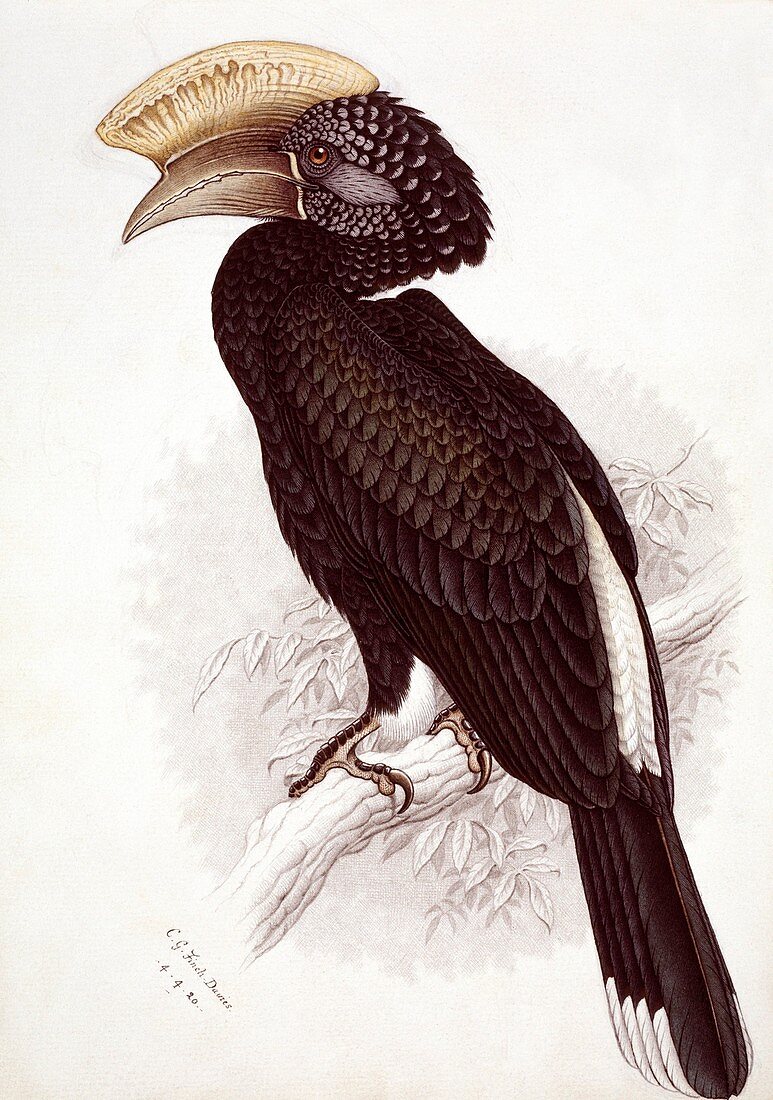 Silvery-cheeked hornbill,artwork