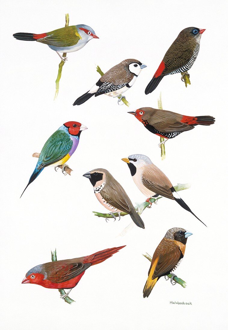 Australian estrildid finches,artwork