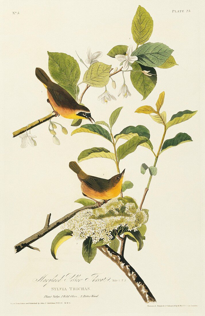 Common yellowthroats,artwork