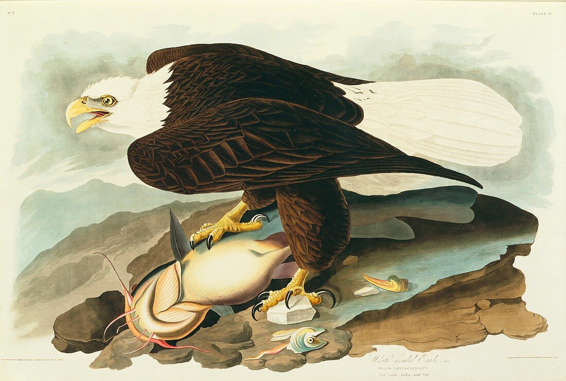 Bald Eagle,artwork