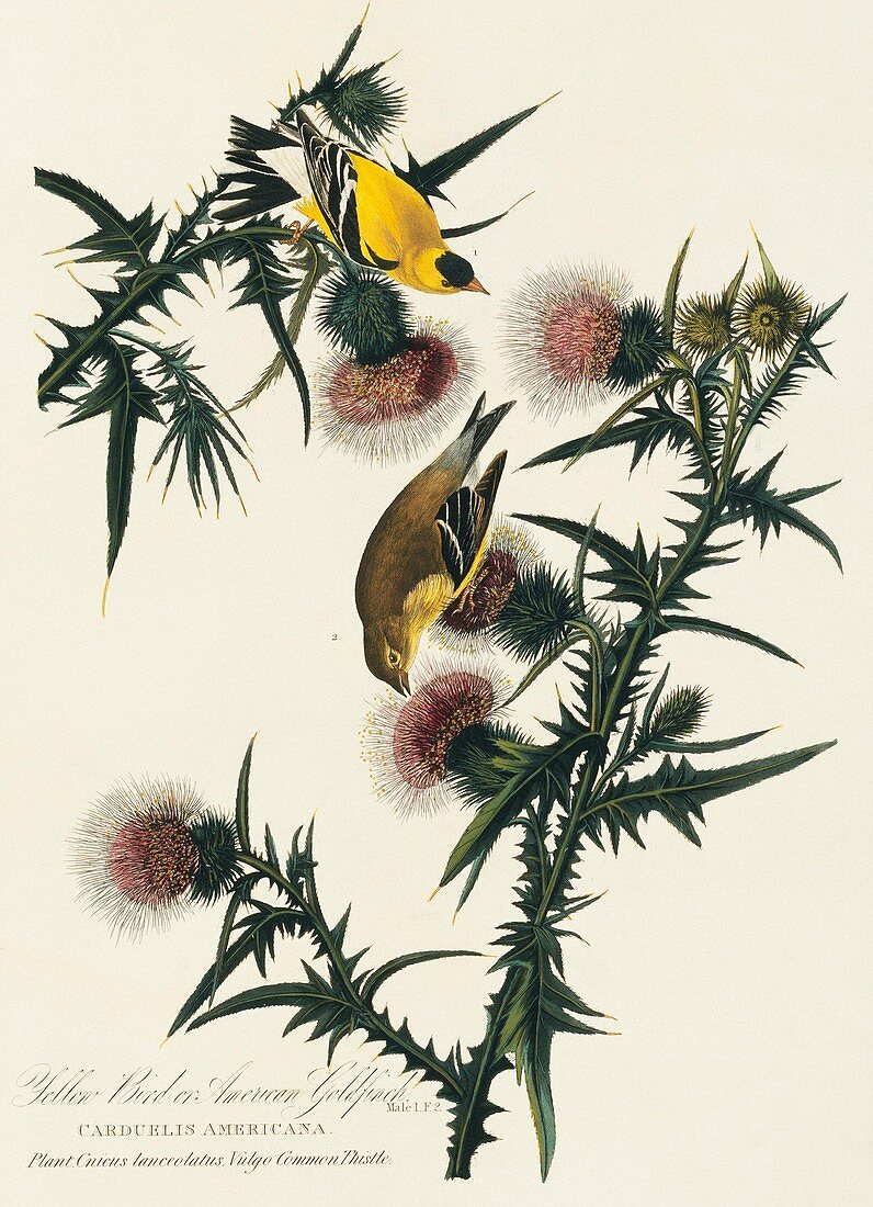 American goldfinches,artwork