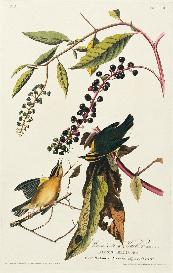 Worm-eating warblers,artwork