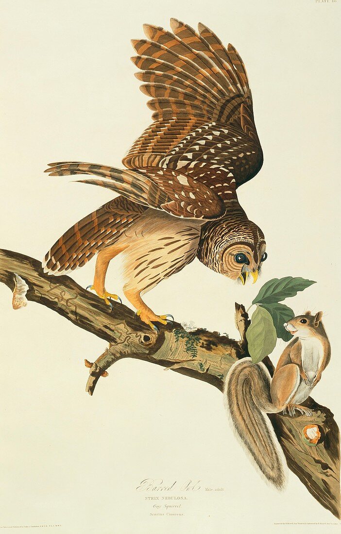 Barred owl and prey,artwork