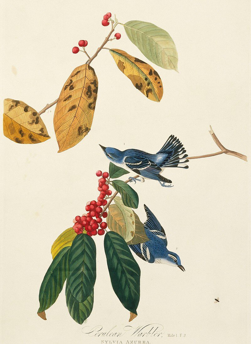 Cerulean warblers,artwork