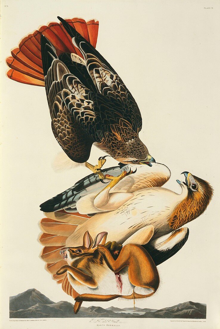Red-tailed hawks and prey,artwork