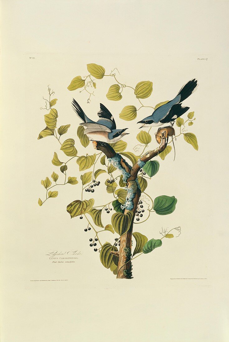 Loggerhead Shrikes,artwork