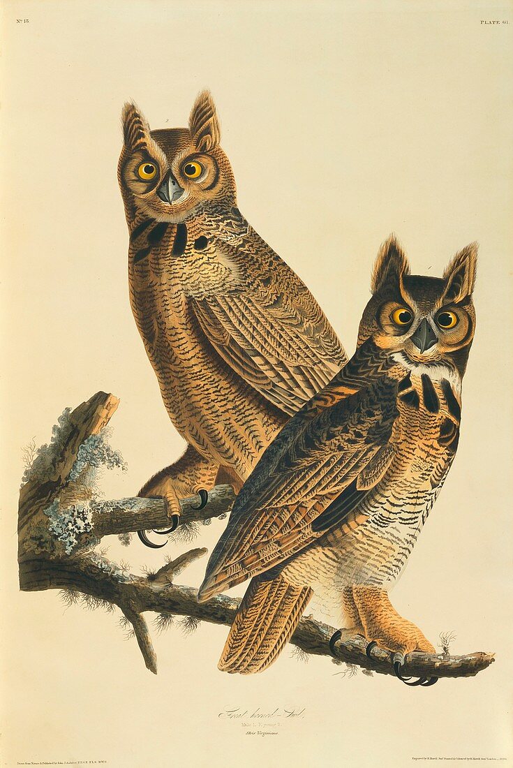 Great-horned owl,artwork