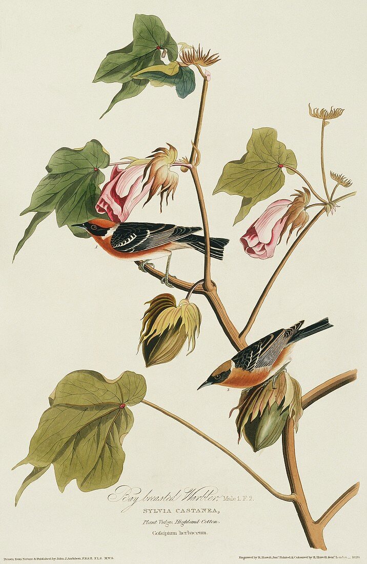 Bay-breasted warblers,artwork