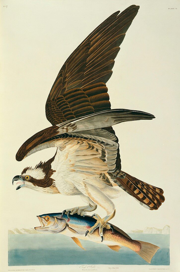 Osprey,artwork