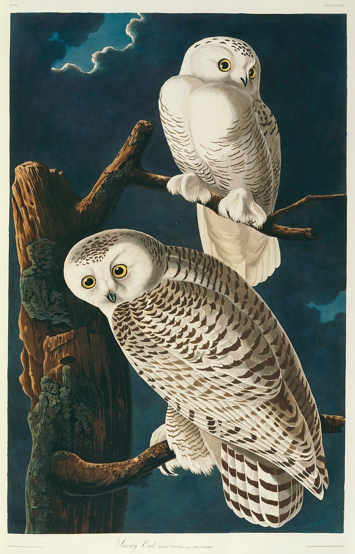 Snowy owls,artwork