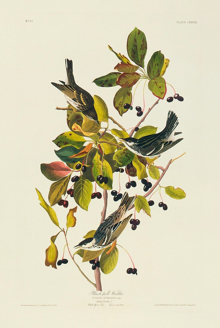 Blackpoll Warbler,artwork